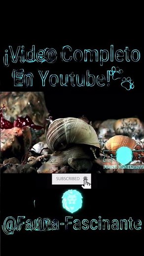 El Ciclo de Vida Completo del Caracol: Desde el Nacimiento hasta la Adultez