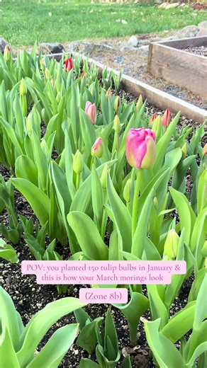 Transform Your Spring Garden with Tulips