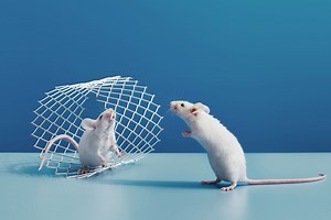 How to Get Rid of Mice With These Clever Strategies From Pest Control Experts
