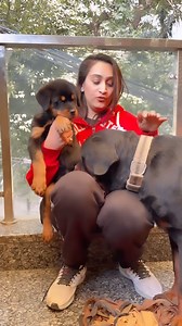 Rottweiler Female Mumma Lady Ollie & Bua German Shepherd Zoey Play With Rottweiler Puppy 🐶 Chloe . . . [rottweiler,rottweiler dog,rottweiler puppy,rottweiler puppies,rottweilers,rottweiler attack,rottweiler vs german shepherd,rottweiler training,rottweiler german shepherd mix breed,rottweiler german shepherd mix,german shepherd rottweiler mix info,german shepherd rottweiler mix puppy,german rottweiler,rottweiler guard dog,rottweiler and german shepherd mix,rottweiler protection dog,rottweiler g