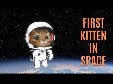 KSA Update: Meet Hunter, First Kitten in Space!