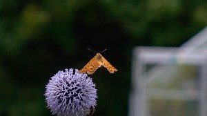 Mystery of butterfly flight finally cracked by scientists