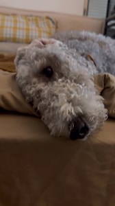 Cute little before sleep | Abu & Bulu Bedlington terrier by Dog & Grandma Co.