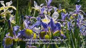 Join us on Canada Day for live entertainment as you make your way through our beautiful rose garden in full bloom! Engage your senses with the brilliant colours and heavenly fragrance of beautiful flowers and experience spectacular scenic nature trails. | Royal Botanical Gardens