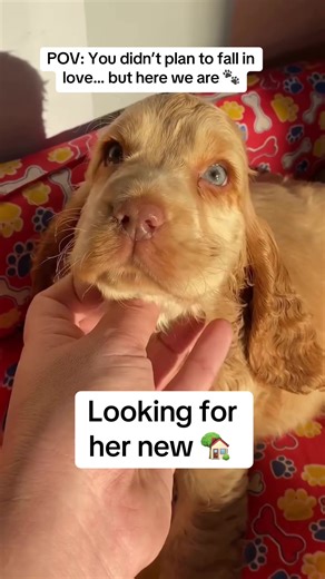 English Cocker Spaniel cuteness at its finest 🤍🐾 She looks up at me while I gently touch her chin and my heart honestly melted 🥹 Those soft eyes, long ears, and sweet Cocker Spaniel face make this an unskippable moment 💕 #EnglishCockerSpaniel #CockerSpanielPuppies #puppylovers #FYPUSA #cockerspanielpuppy
