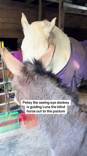Seeing Eye Donkey Guides Blind Horse to Pasture