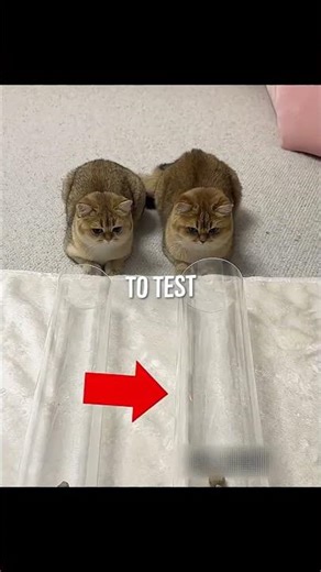 These cats got outsmarted by… glass 😂 Would your cat fall for this? 😹🐾