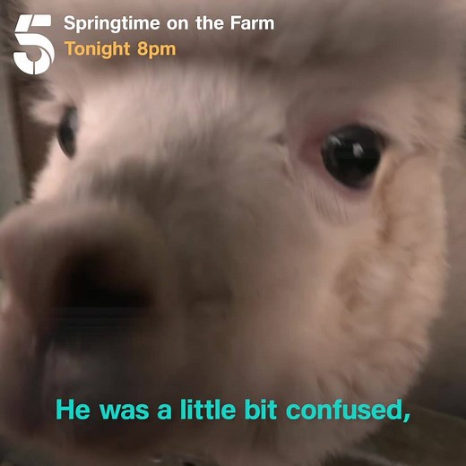 Meet Xander and Alfie! Catch all the alpaca action at 8pm🦙 | Channel 5