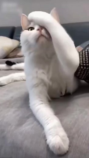 Very funny cat video 😅😮 funny cat videos,funny cat,cat video,funny video,funny cat videos 2024,funny cat videos 2023,cute cat videos,cat videos,cat videos of 2024,funny and cute kitten cat,funny videos,funniest cat,funny,cat,funny animal videos,funny cats,cat 2024,funny dog videos,cat moments,cute cat,funny dogs,funny animals videos 2024,funny and cute,funny animals,funny pets,funny cat video 2023,funny video 2022,real funny cat videos,cat funny videos | Video Wali