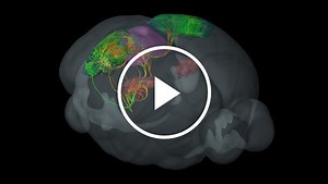Probing the Parliament of Neurons