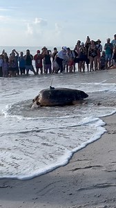 Here goes Harriet! She nested right in front of Disney’s Vero Beach Resort last night during the rocket launch 😍 Big thanks to our partners at @disneyconservation and @disneycruiseline for helping send Harriet off with her satellite transmitter this morning! You can follow Harriet’s migration as part of the #tourdeturtles at www.tourdeturtles.org | Sea Turtle Conservancy