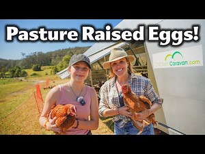 The Secret Behind This Aussie Farmer’s Spotless Eggs: She Can’t Keep Up with Demand!