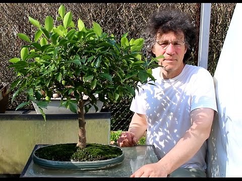 Ficus retusa from seed, May 2015