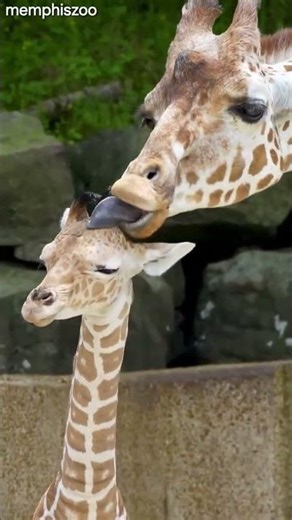 🦒 Mother Giraffe’s Love | Adorable Moment with New-born Baby