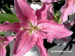 Go Intuition: Self Hypnosis Meditation for Intuition by: GoIntuition