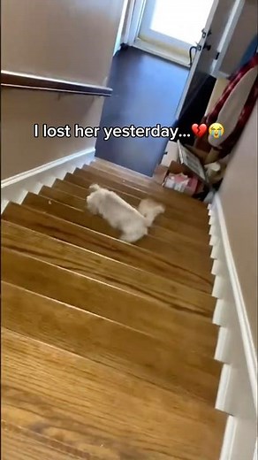 Bye bye baby…💔🥺 #lego #dog #pets