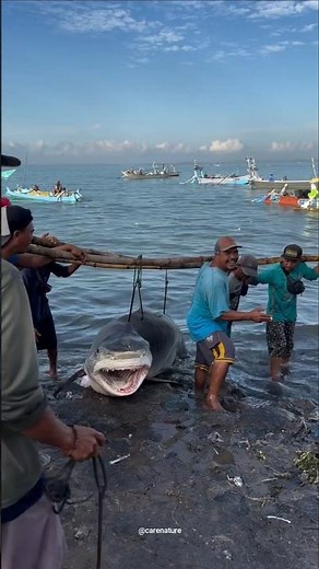 Shark fishing in thailand | Shark hunting #shark #fishing #shorts
