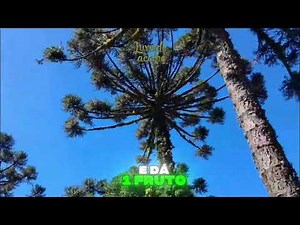 🙌ARAUCARIA, THE QUEEN OF TREES🥰 #araucaria #nature