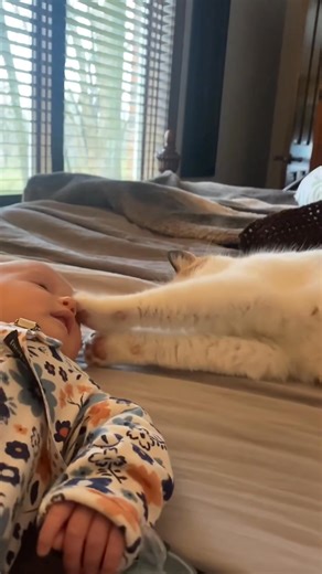 The love of cat and baby ❤️#cat #love #baby #pet #fridens #lovestory ... | Motivation Station
