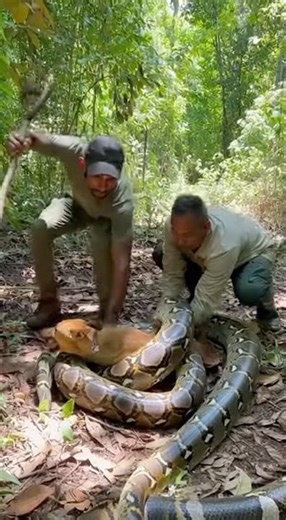Hunters Freed Wild Dog From Python Coils in Seconds🤯😱 #PythonCoil #WildDogRescue #HunterCompassion