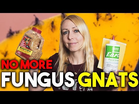 Control fungus gnats // Cinnamon vs. mosquito bits vs. sticky traps vs. diatomaceous earth