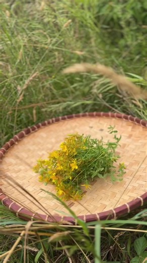 Idée recette : l'huile de millepertuis 🌼 👉 sommités fleuries de millepertuis * 👉 huile d'olive biologique * Variété conseillée : Millepertuis perforé 👌 Pensez à laisser flétrir les fleurs pendant une nuit ou une demi-journée pour enlever l'excès d'humidité. 💡Semez le millepertuis dès maintenant et sauvegardez cette recette pour apaiser votre peau cet été !