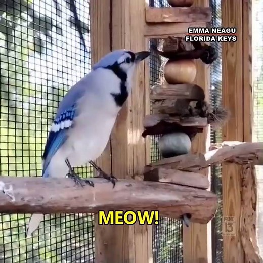 393K views · 4.4K reactions | A MEOWING BLUE JAY! "Flop" may look...