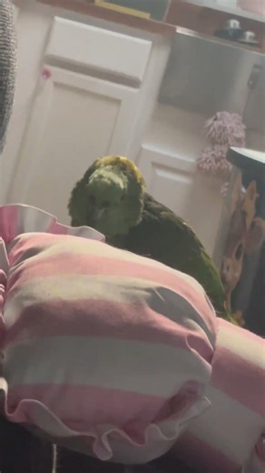 pretty singing from birb
