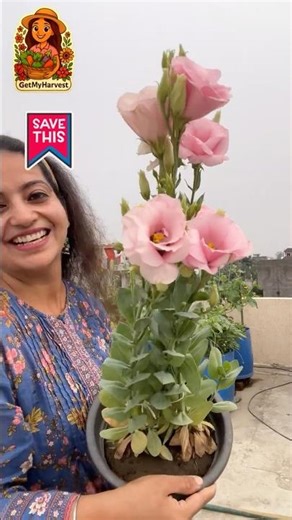 Sabse Sundar Flowers | Lisianthus (Nanadini) hai Best Summer Flower ☀️🌸