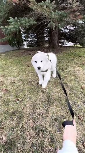 Cutest puppy | Great Pyrenees