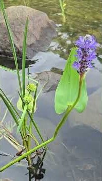 Pickerelweed: The Purple Wetland Survivor 💜🌿 #pickerel #plants #canada # #nature #pollinators #fyp