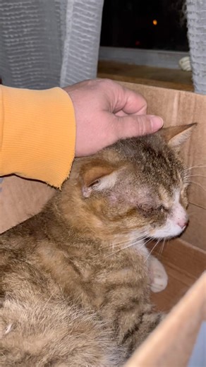 He’s been through a lot 😿 #livingonafarm #adoptstrays #cat #fureverfriends #fureverhome