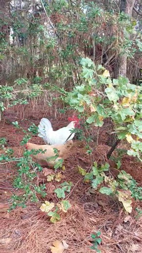 Cockadoodledoo Have a great weekend from Dumpling and Fettuccine 🐔🐔 | Debbie Andrews