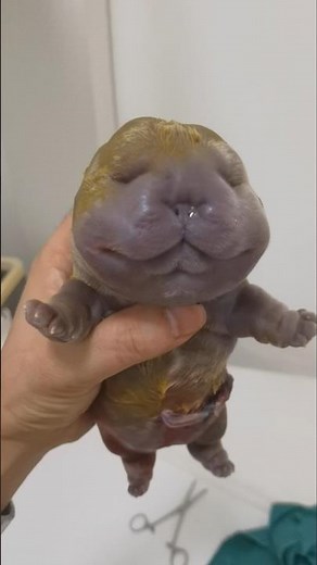 This new born puppy looks cute but wont live long 👀