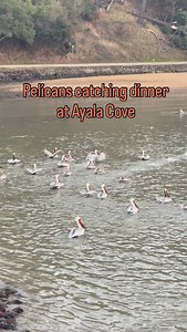 White pelicans. At sunset. Ayala Cove. Very low tide due to King Tide. Got any guess what they’re catching? | Angel Island State Park