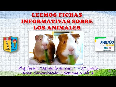 Leemos fichas informativas sobre los animales - sesiones aprendo en casa