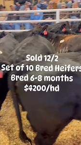 Sold 12/2 Set of 10 Bred Heifers Bred 6-8 months $4200/hd | Gates Family Sales Co., Inc.