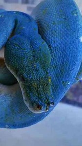 Check out these BLUE ANIMALS