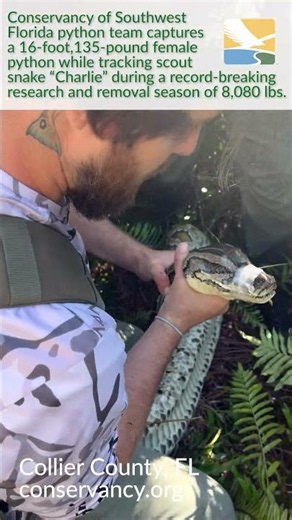 A team of Florida biologists discovers a giant, 16-foot plus python