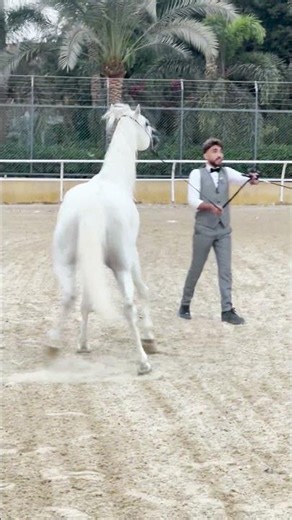 حصان عربي سكر اصيل