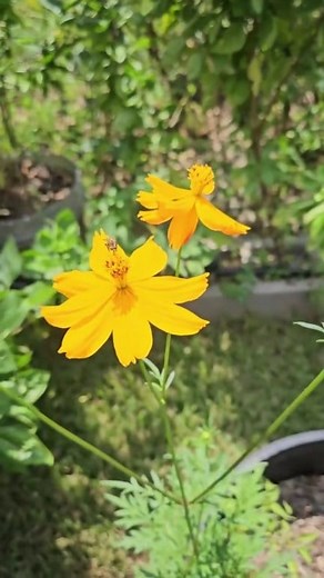 Flower Game is Strong || DHBG #houstongardening #gardentips #gardeningtips #gardening #garden #texasgardening #texasgardener #vegetables #gardenlife | Down-Home Backyard Gardening