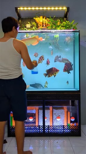 10/10/2025 . . . . . . . . . . #ikanpredator #ikanhias #datnoid #datnioides #tigerfish #ikanhiasindonesia #fish #fishing #fyp #microlepis #aquascape #aquarium #commtank #communitytank #fypage #jogja24jam #fbpro #fypage #fbprofyp | Lambe Iwak