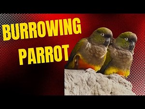 🦜 Burrowing Parrot: The Quirky, Ground-Dwelling Parrot of Patagonia | Amazing Planet 🌎
