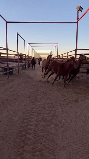 Horses Galloping at 6666 Ranch: A Stunning Visual