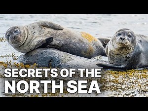 Secrets of the North Sea | Nature documentary