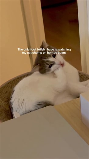 Max & Emma The Kitties ⭐️ | Homegirls really putting her entire foot in her mouth #catsofinstagram #funnycats #catmemes #catlover #dailycats #kittylove #cutecats... | Instagram