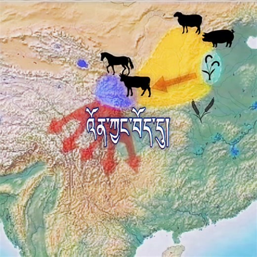 Sino-Tibetan ethnolinguistic family tree 🇷🇪🇨🇳🇧🇹🇲🇲 #linguistic #tibet #asia