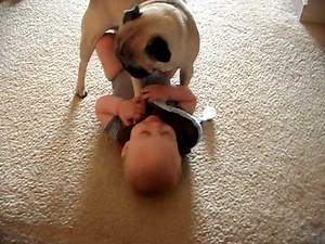 Pug Loves Baby - Baby Loves Pug