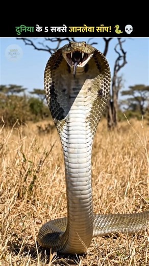 Top 5 Most Dangerous Snakes in the World – One Mistake Can Be Fatal! 🐍