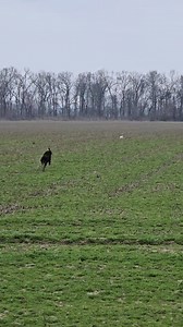 Coy having a blast ! | Puddle Duck Labs